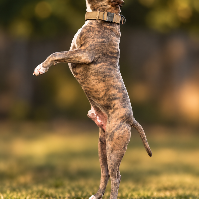 American Bully close up portrait