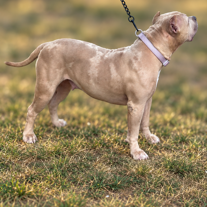 Muscular dog breed show pose