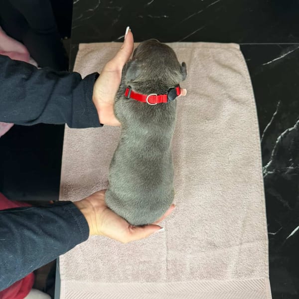 American Bully puppy portrait