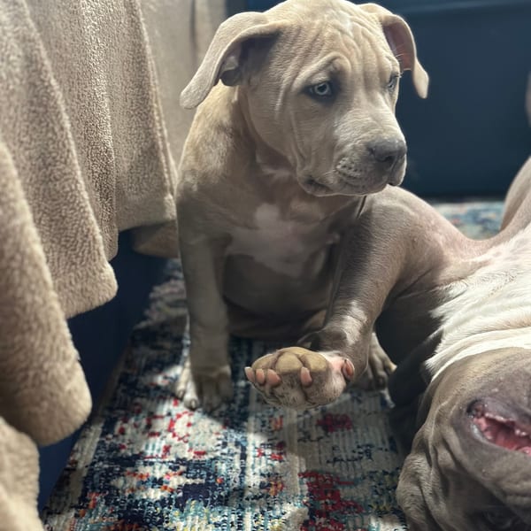 Bully puppy face close up